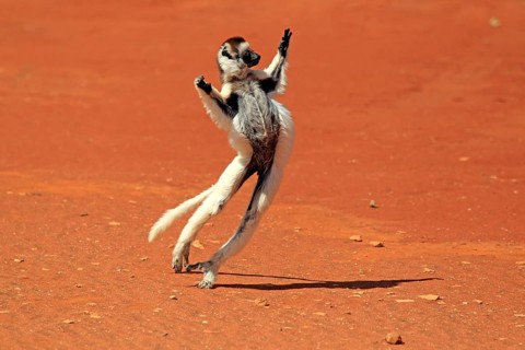 Verreaux's Sifaka (Propithecus verreauxi)
