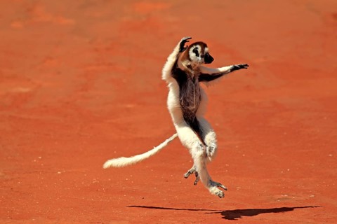 Verreaux's Sifaka (Propithecus verreauxi)