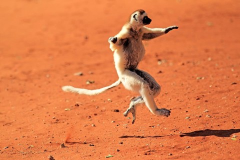 Verreaux's Sifaka (Propithecus verreauxi)
