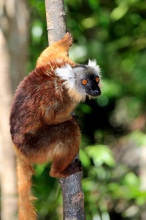 Black Lemur (Eulemur macaco)