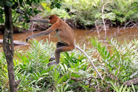 Proboscis Monkey (Nasalis larvatus)
