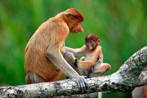 Proboscis Monkey (Nasalis larvatus)