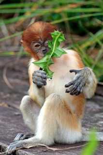 Proboscis Monkey (Nasalis larvatus)