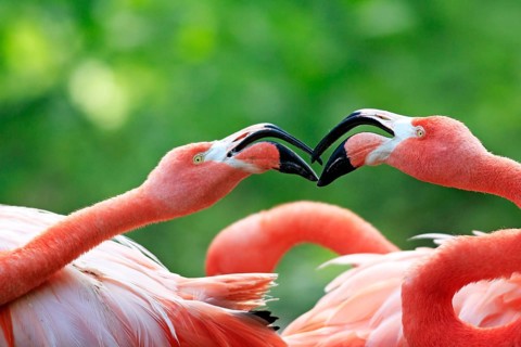 American Flamingos (Phoenicopterus ruber)