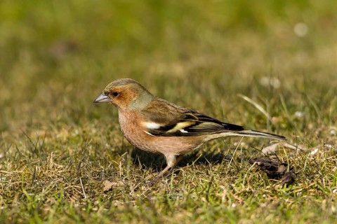 Chaffinch (Fringilla coelebs)
