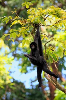 Black Spider Monkey (Ateles paniscus)