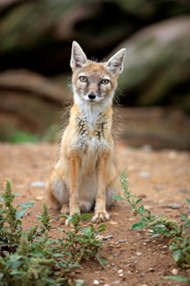 Corsac fox or Steppe fox (Vulpes corsac)