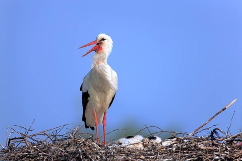 White Stork (Ciconia ciconia)