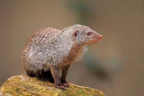 Banded Mongoose (Mungos mungo)