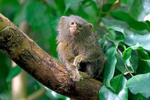 Pygmy Marmoset (Cebuella pygmaea) on a tree