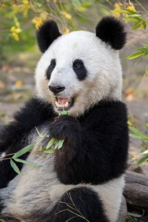 Panda (Ailuropoda melanoleuca)