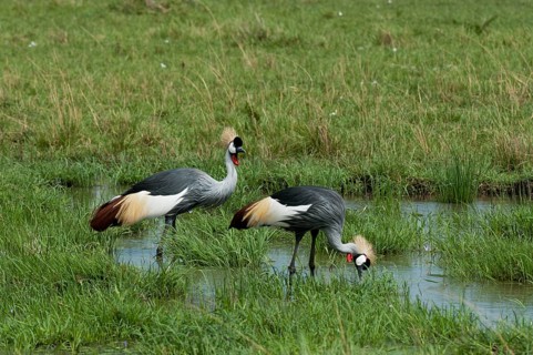 Black crowned cranes (Balearica pavonina)