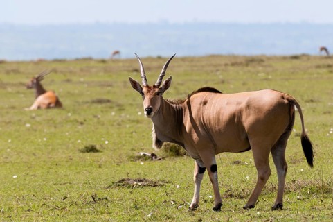 Eland (Taurotragus oryx)