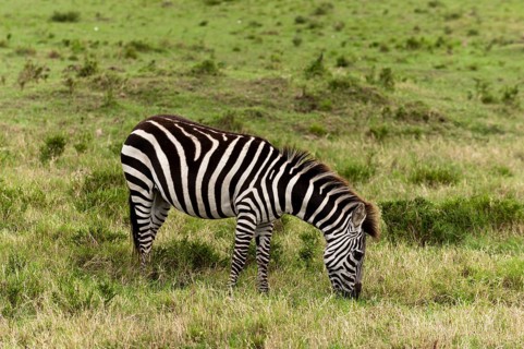 Common zebra (Equus quagga)