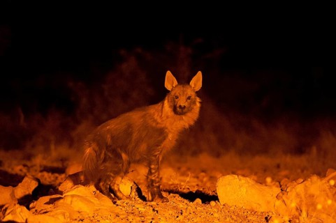 Brown Hyena (Parahyaena brunnea) at night