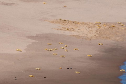 Ghost crabs (Ocypode cursor) on the beach