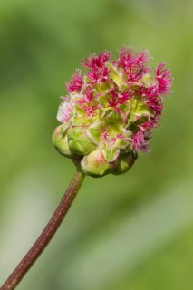Salad Burnet