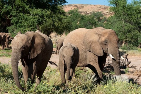 African elephants (Loxodonta africana)