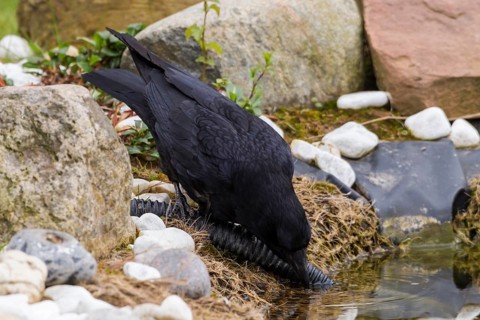 Raven (Corvus corax)