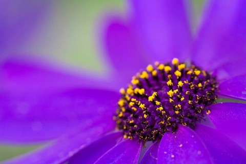 Cineraria (Pericallis x hybrida Senetti Deep Blue)