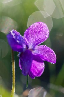 Sweet Violet or English Violet (Viola odorata)