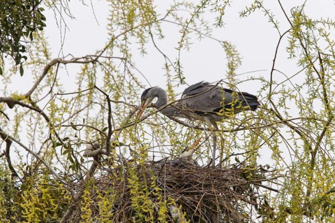 Grey Heron (Ardea cinerea)