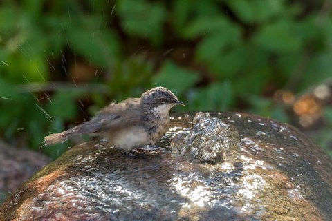 Lesser Whitethroat (Sylvia curruca)