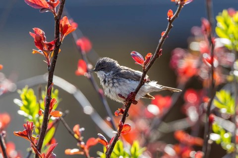 Lesser Whitethroat (Sylvia curruca)