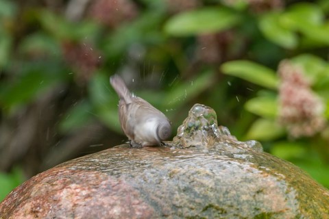 Lesser Whitethroat (Sylvia curruca)