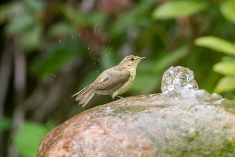 Willow Warbler (Phylloscopus trochilus)