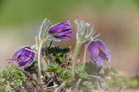 Common Pasque Flower or Dane's Blood (Pulsatilla vulgaris)