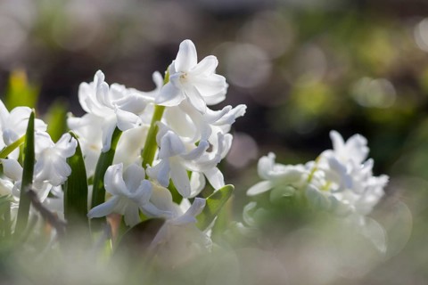 Garden Hyacinth or Dutch Hyacinth (Hyacinthus orientalis)