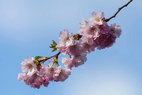 Blossoms of a Flowering Almond (Prunus triloba)