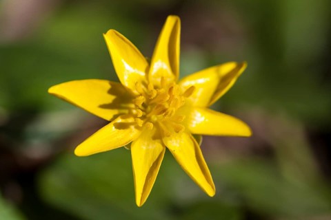 Lesser Celandine (Ficaria verna)