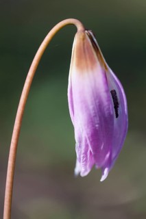 Dog-tooth Violet (Erythronium dens-canis)