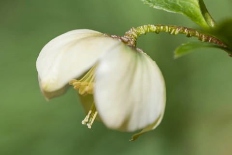 Lenten Rose or Oriental Hellebore (Helleborus orientalis)