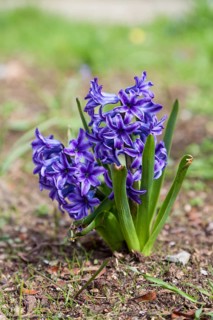 Garden Hyacinth or Dutch Hyacinth (Hyacinthus orientalis)