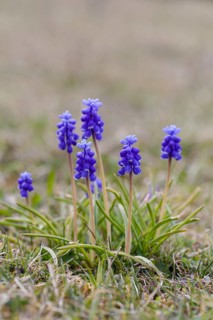 Grape Hyacinth (Muscari botryoides)