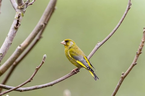 Greenfinch (Carduelis chloris)