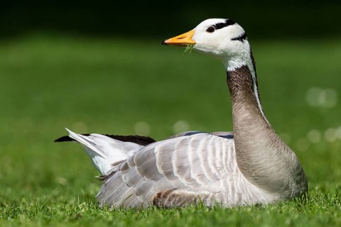 Bar-headed Goose (Anser indicus) lying on a meadow