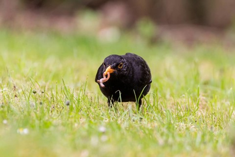 Blackbird (Turdus merula)