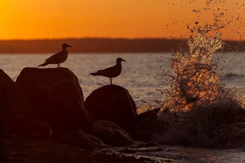 Silhouette of seagulls with surf