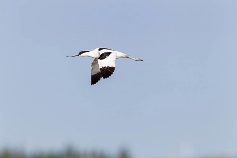 Pied avocet (Recurvirostra avosetta) in flight