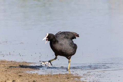 Coot (Fulica atra)