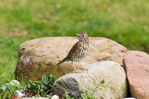 Song Thrush (Turdus melos)
