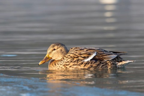 Mallard (Anas platyrhynchos) on partially frozen water