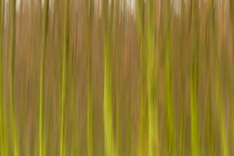Row of trees with a blurred wipe effect
