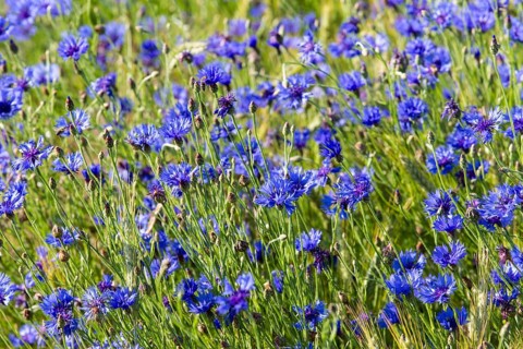 Cornflowers or Bachelor's Buttons (Centaurea cyanus)