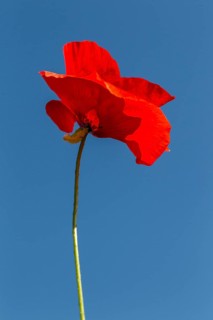Corn Poppy (Papaver rhoeas)