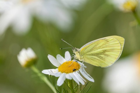 Small White (Pieris rapae) butterfly